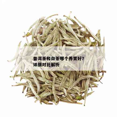 普洱茶和白茶哪个养胃好？详细对比解析