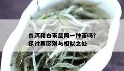 普洱和白茶是同一种茶吗？探讨其区别与相似之处