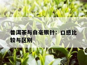 普洱茶与白毫银针：口感比较与区别