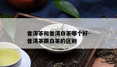 普洱茶和普洱白茶哪个好-普洱茶跟白茶的区别