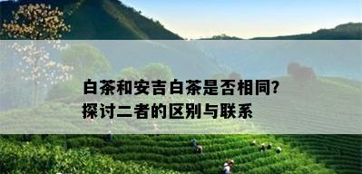 白茶和安吉白茶是否相同？探讨二者的区别与联系