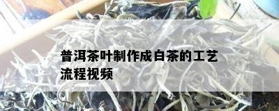 普洱茶叶制作成白茶的工艺流程视频