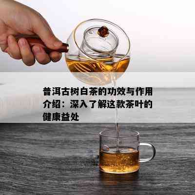 普洱古树白茶的功效与作用介绍：深入了解这款茶叶的健康益处