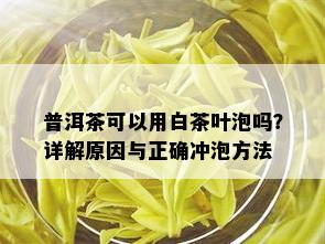 普洱茶可以用白茶叶泡吗？详解原因与正确冲泡方法