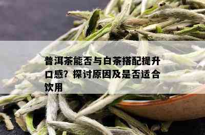 普洱茶能否与白茶搭配提升口感？探讨原因及是否适合饮用