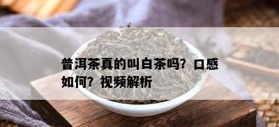 普洱茶真的叫白茶吗？口感如何？视频解析