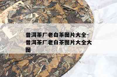 普洱茶厂老白茶图片大全-普洱茶厂老白茶图片大全大图