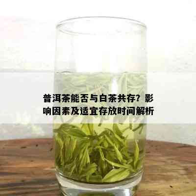 普洱茶能否与白茶共存？影响因素及适宜存放时间解析