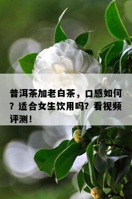 普洱茶加老白茶，口感如何？适合女生饮用吗？看视频评测！