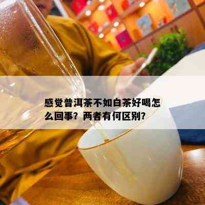 感觉普洱茶不如白茶好喝怎么回事？两者有何区别？