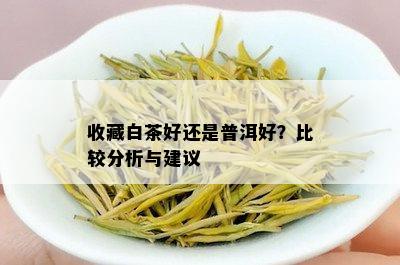 收藏白茶好还是普洱好？比较分析与建议