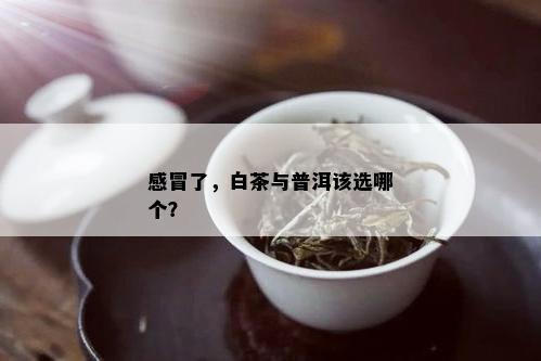 感冒了，白茶与普洱该选哪个？