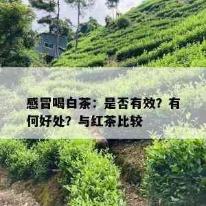 感冒喝白茶：是否有效？有何好处？与红茶比较