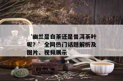 ‘幽兰是白茶还是普洱茶叶呢？’全网热门话题解析及图片、视频展示