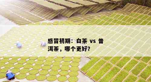 感冒初期：白茶 vs 普洱茶，哪个更好？