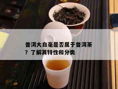 普洱大白毫是否属于普洱茶？了解其特性和分类