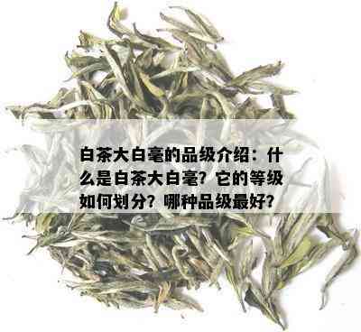 白茶大白毫的品级介绍：什么是白茶大白毫？它的等级如何划分？哪种品级更好？