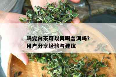 喝完白茶可以再喝普洱吗？用户分享经验与建议