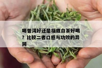 喝普洱好还是福鼎白茶好喝？比较二者口感与功效的异同