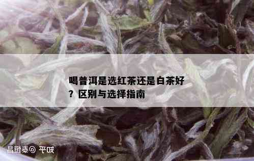 喝普洱是选红茶还是白茶好？区别与选择指南