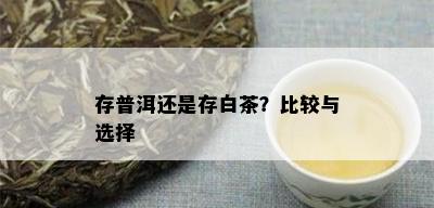 存普洱还是存白茶？比较与选择