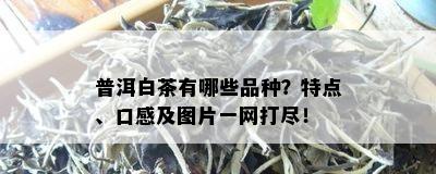 普洱白茶有哪些品种？特点、口感及图片一网打尽！