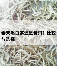 春天喝白茶还是普洱？比较与选择