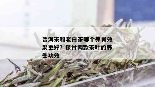 普洱茶和老白茶哪个养胃效果更好？探讨两款茶叶的养生功效