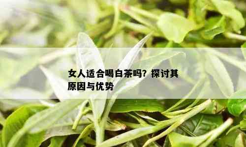 女人适合喝白茶吗？探讨其原因与优势