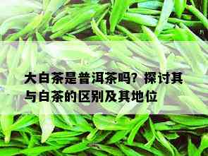 大白茶是普洱茶吗？探讨其与白茶的区别及其地位