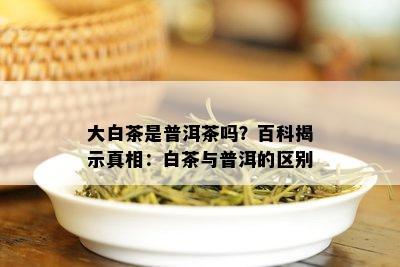 大白茶是普洱茶吗？百科揭示真相：白茶与普洱的区别