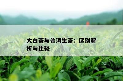 大白茶与普洱生茶：区别解析与比较