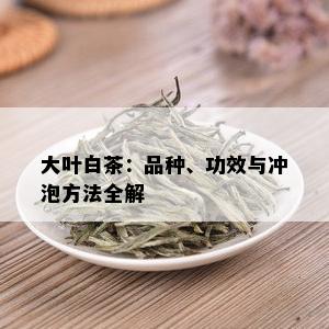 大叶白茶：品种、功效与冲泡方法全解