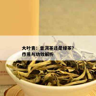 大叶青：普洱茶还是绿茶？作用与功效解析