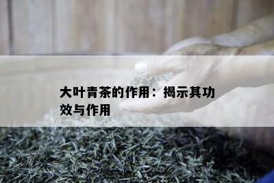 大叶青茶的作用：揭示其功效与作用