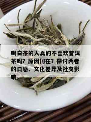 喝白茶的人真的不喜欢普洱茶吗？原因何在？探讨两者的口感、文化差异及社交影响。