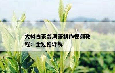 大树白茶普洱茶制作视频教程：全过程详解