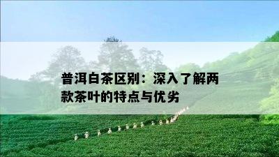 普洱白茶区别：深入了解两款茶叶的特点与优劣