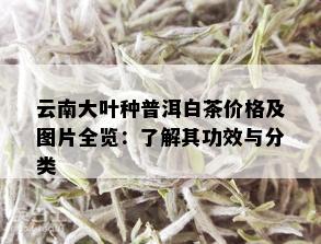 云南大叶种普洱白茶价格及图片全览：了解其功效与分类