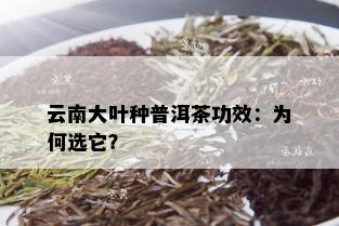 云南大叶种普洱茶功效：为何选它？