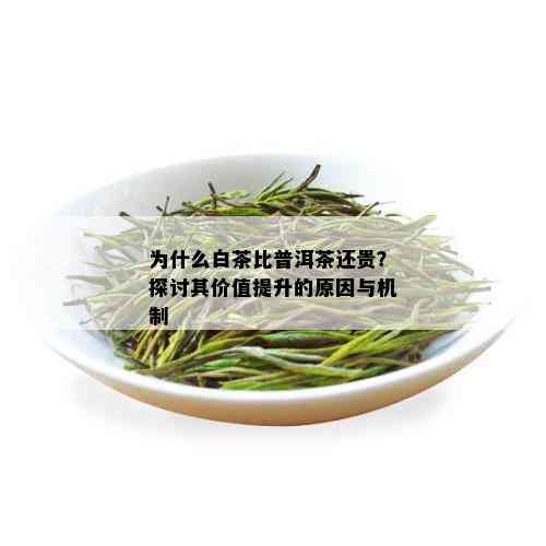 为什么白茶比普洱茶还贵？探讨其价值提升的原因与机制