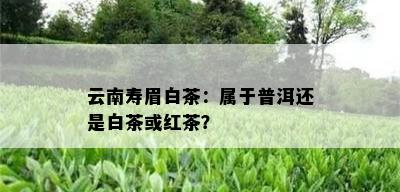 云南寿眉白茶：属于普洱还是白茶或红茶？