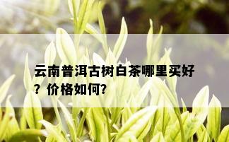 云南普洱古树白茶哪里买好？价格如何？