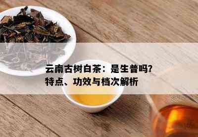 云南古树白茶：是生普吗？特点、功效与档次解析