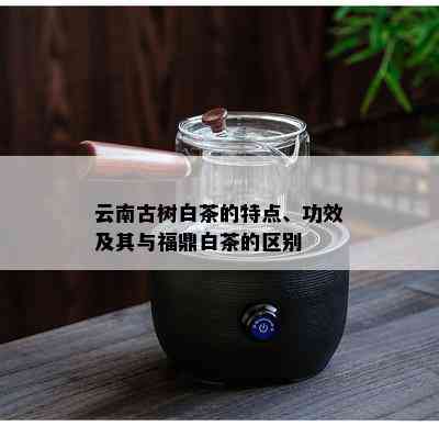 云南古树白茶的特点、功效及其与福鼎白茶的区别