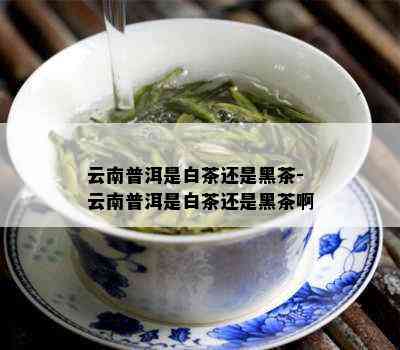 云南普洱是白茶还是黑茶-云南普洱是白茶还是黑茶啊