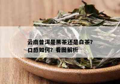 云南普洱是黑茶还是白茶？口感如何？看图解析