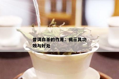 普洱白茶的作用：揭示其功效与好处