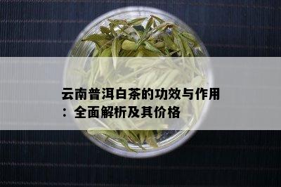 云南普洱白茶的功效与作用：全面解析及其价格