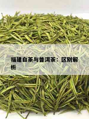 福建白茶与普洱茶：区别解析